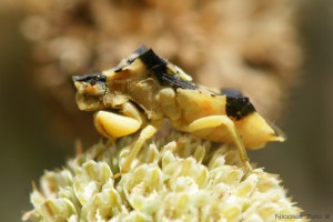 Chinche depredadora (Phymatidae)