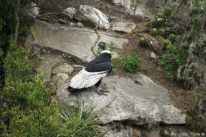 Condor Andino (Hembra)