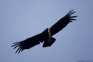 Condor Andino (Juvenil)
