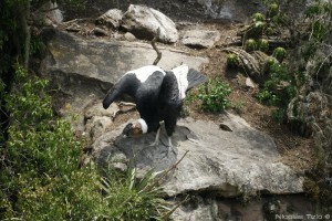 Condor Andino (Macho)