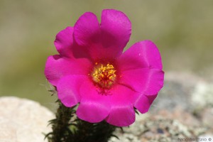 Flor de Seda portulaca (grandiflora)