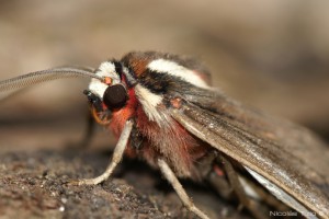 Polilla (Lepidoptera)