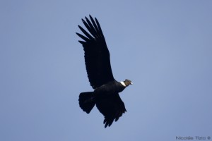 Condor Andino (Macho)