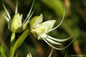 Orquidea (Habenaria)